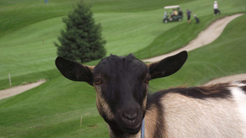 slow_play_is_golfs_scapegoat